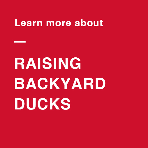 download your free guide to raising ducks
