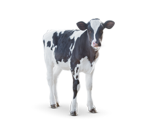 Dairy Heifer Category Image