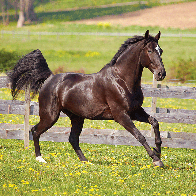 Image of a horse running on green grass
