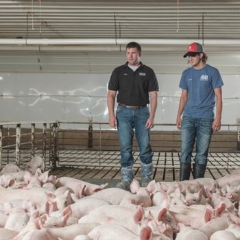 Men evaluate swine nursery pens in a pig barn in Iowa.