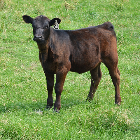 starter feed calf purina basics