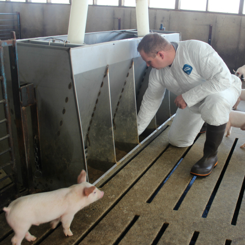 How To Avoid Heat Stress In Pigs Purina Animal Nutrition