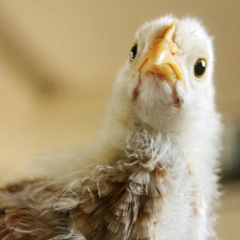 Teenage Chickens FAQs | Purina Animal Nutrition