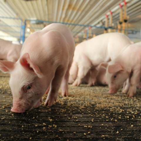 Factors Affecting Pig Feed Conversion | Purina Animal Nutrition