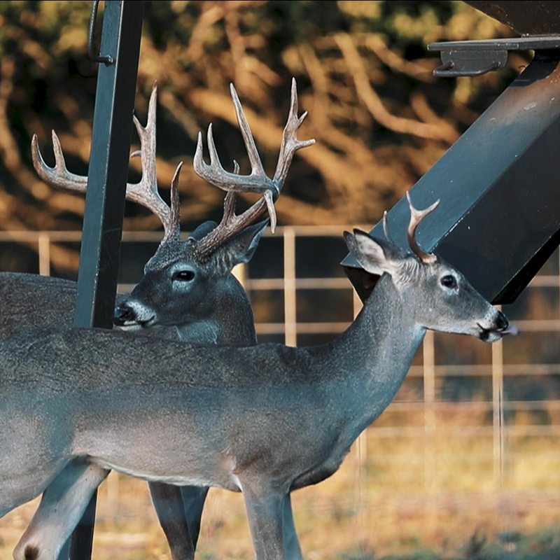 deer eating from a feeder