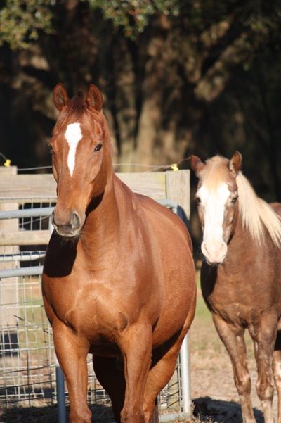 Purina<sup>®</sup> ActivAge<sup>®</sup> prebiotic supports senior horses’ aging immune function and response to the flu vaccination.