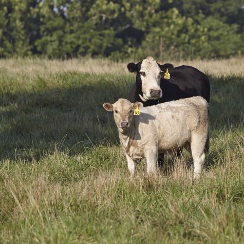 Managing Early Weaned Beef Calves