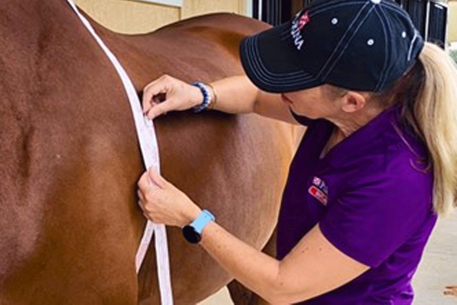 Woman measuring a horse with weight tape, highlighting the weight management challenge