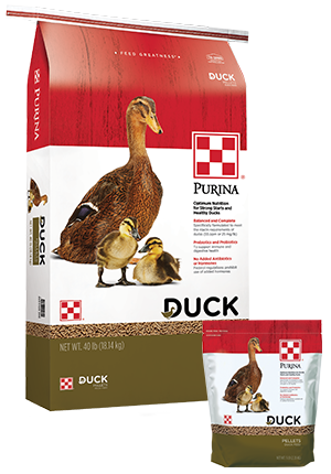 duck food for egg production