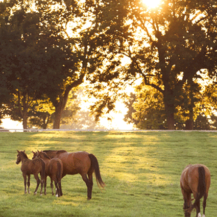 Image of horses on geen pasture wih sunlight coming through trees.