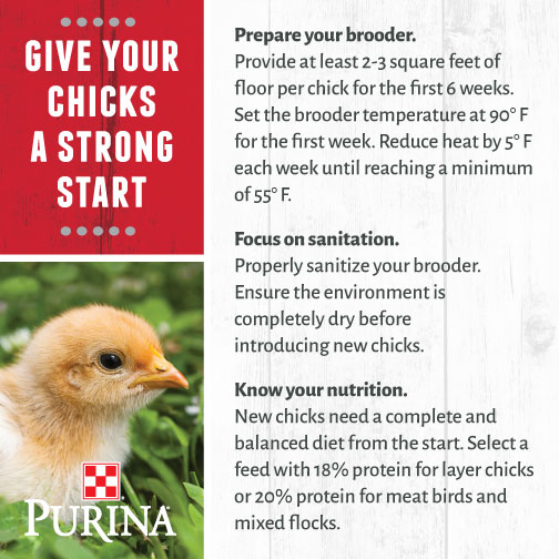 Everything You Need To Know About Chicken Temp