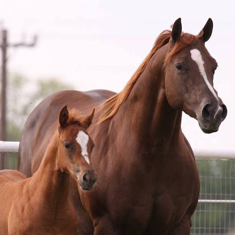 image of a pregnant mare and foal 