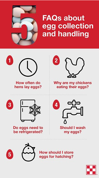 Five Ways to Encourage a Hen to go Broody - Fresh Eggs Daily® with