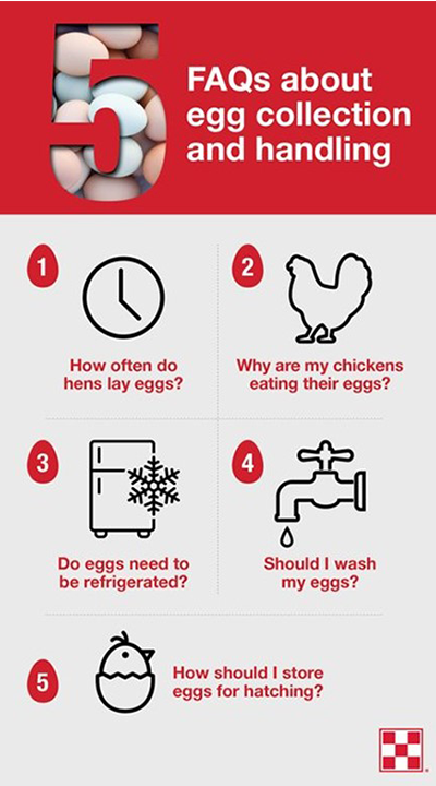 How Long Do Eggs Last And Fresh Egg Facts Purina Animal Nutrition 2022 