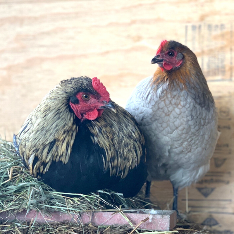 backyard poultry and eggs