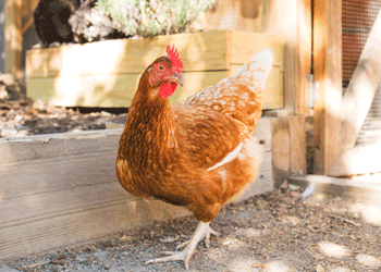 Image of chicken infront of wooden coop