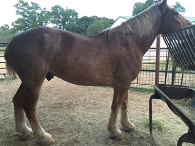 image of a horse being fed for weight gain