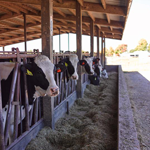 image of dairy cows in a barn