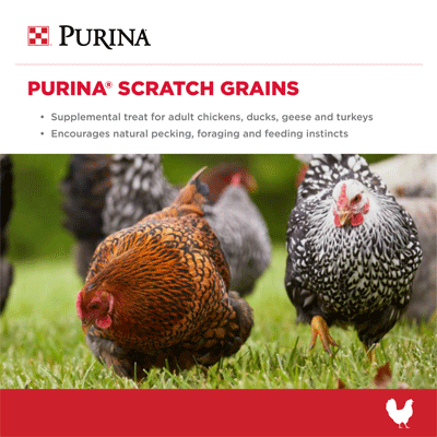 Image of Purina® Scratch Grains poultry feed Infographic