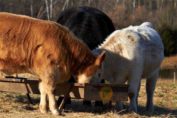 Image of three calves eating out of a feeder