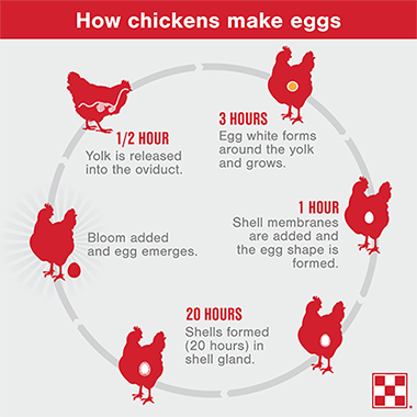 how chickens lay eggs