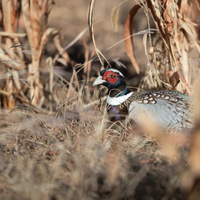 picture of a colorful gamebird