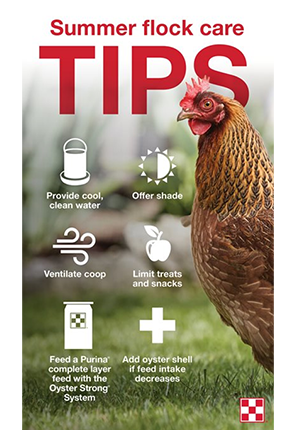 How to Care for Chickens in Cold Weather - PetHelpful