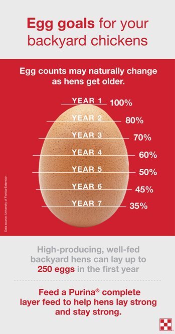 leghorn egg production