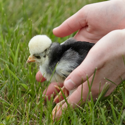 Two hands gently set a baby chick with a fuzzy white head into a grassy lawn. image