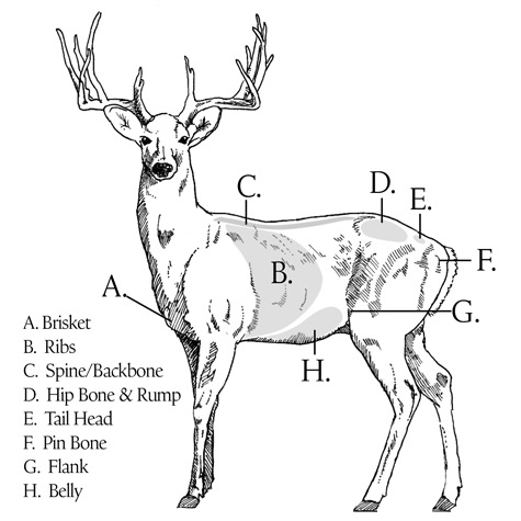 How to Score a Deer: The Antler Scoring System