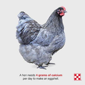 Breed Profile: Delaware Chicken - Backyard Poultry
