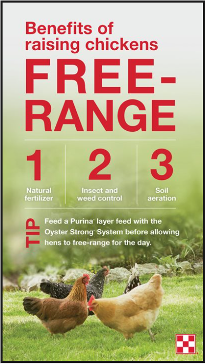 Raising Free Range Chickens in Gardens | Purina Animal Nutrition