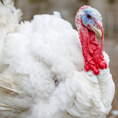 A healthy tom turkey, white, commercial breed. image