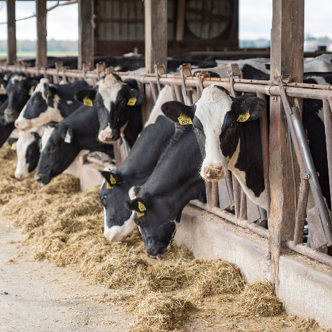 Black and white cows eating feed.