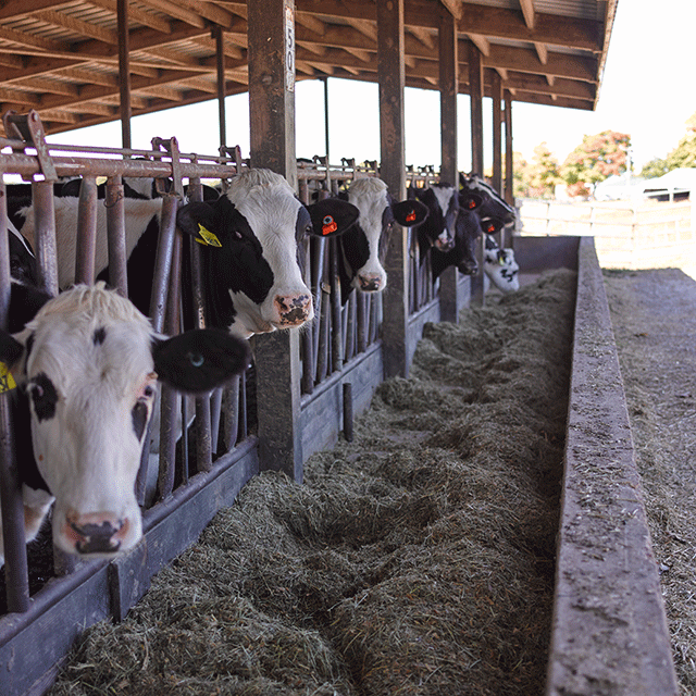 Dairy cows eating