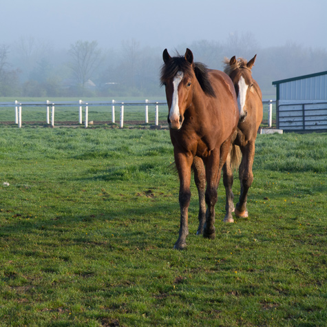 Two horses walking in a pasture towards the camera.