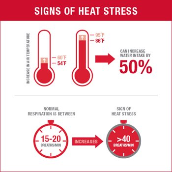 Illustration of the signs of sow heat stress, including increased water intake and breaths per minute.