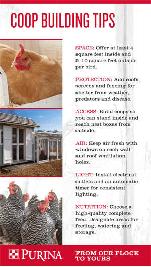 Chicken Coop Design Options