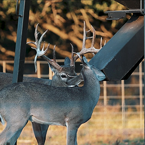 deer eating from a feeder