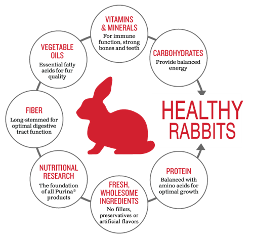 best food for rabbit growth