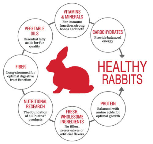 Buy these healthy rabbit feed for your favourite bunny
