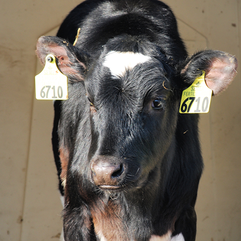 Holstein calf in sun with two ear tags image