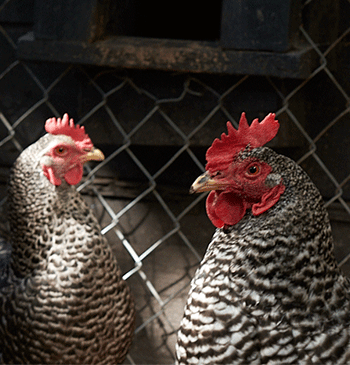 Image of two black and white hens