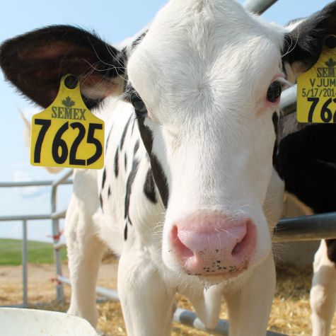 image of a dairy calf 