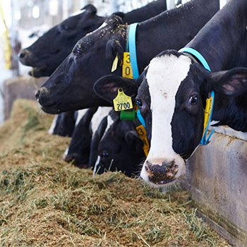 image of dairy cows