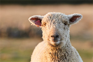 A single Southdown sheep standing in a pasture.