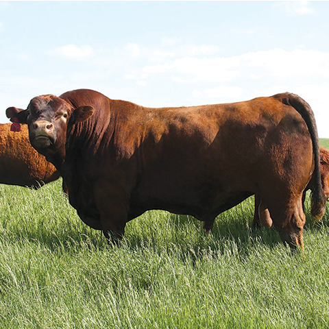 A red bull stands in a pasture with other red cattle in the background.  image