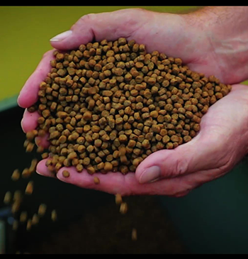 Feed pellets in hands