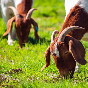 image of goats eating from a Purina tub