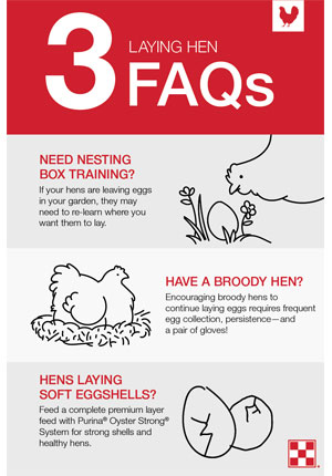 Three Laying Hen FAQs